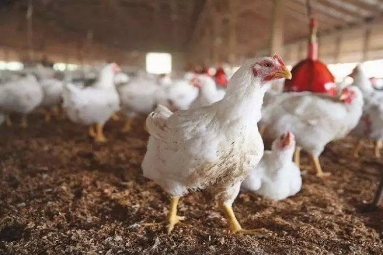 وزير الزراعة : سنعلن قريباً الاكتفاء الذاتي من الدواجن